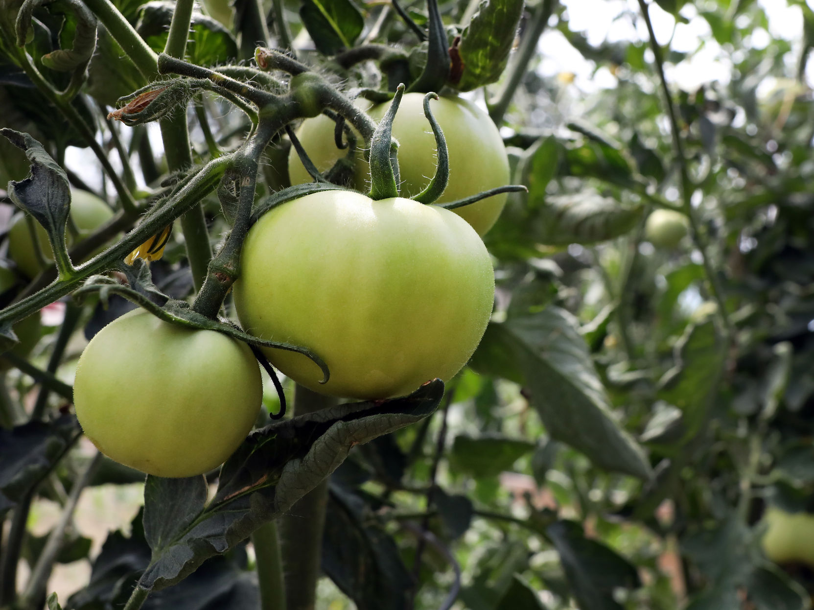 UnityPoint Health-St. Luke's Community Garden
